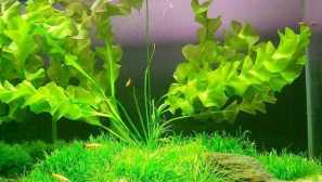 Aponogeton ulvovyovion (aponogeton ulvaceus): obsah, chov.